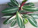 Ctenanthe Oppenheimiana